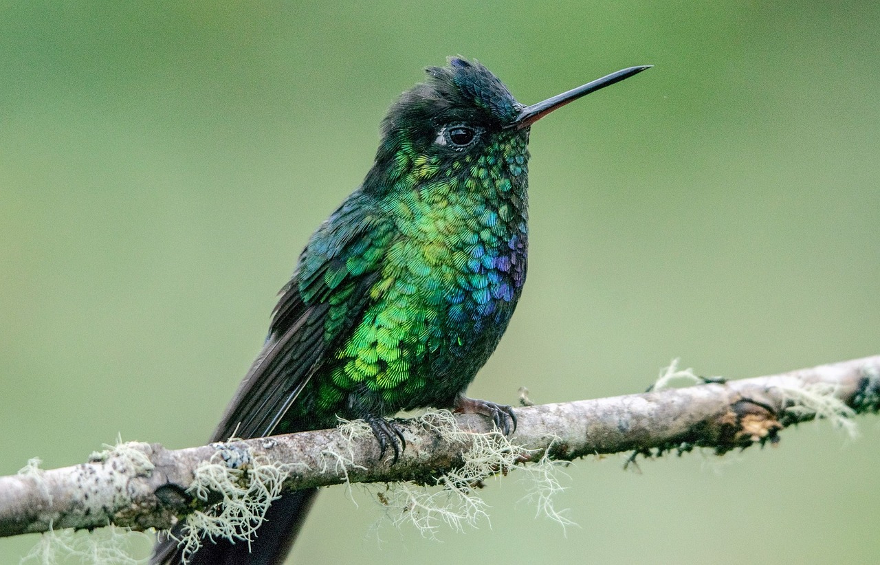 Attracting Hummingbirds to Your Garden